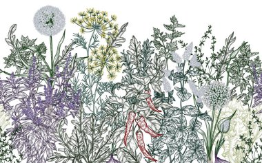  Yatay, pürüzsüz vektör desenli aromatik bahçe otları ve baharatları. Maydanoz, dereotu, roka, kekik, biberiye, soğan, sarımsak, fesleğen, nane, marul.