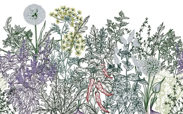  Yatay, pürüzsüz vektör desenli aromatik bahçe otları ve baharatları. Maydanoz, dereotu, roka, kekik, biberiye, soğan, sarımsak, fesleğen, nane, marul.