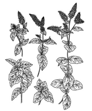  İşleme biçiminde nane filizlerinin vektör illüstrasyonu