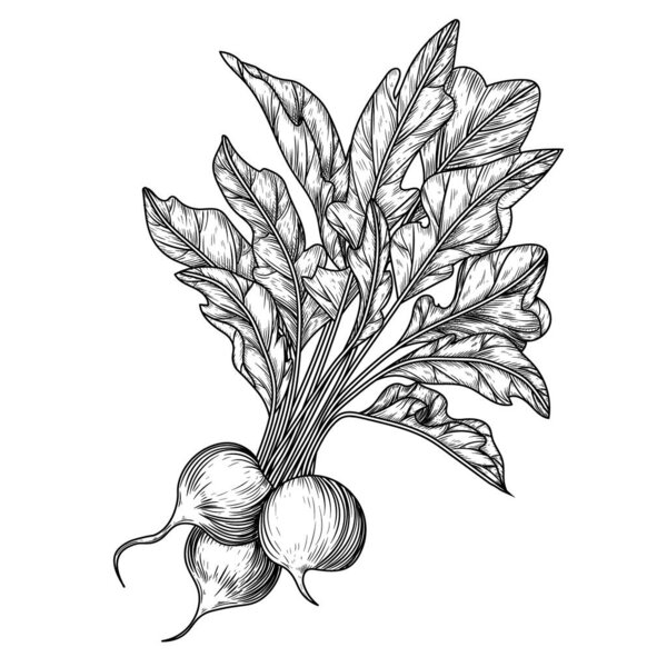  Vector illustration of radish bunches in engraving style