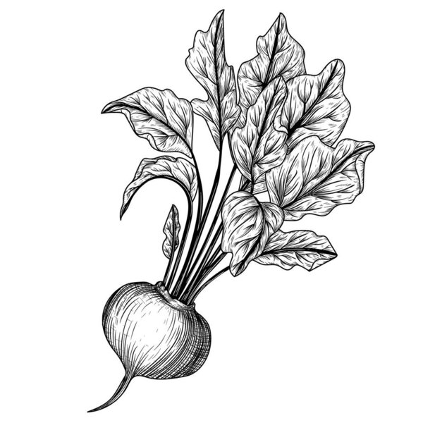  Vector illustration of beets in engraving style