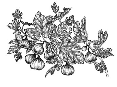  İşleme biçiminde incirli bir dalın vektör illüstrasyonu