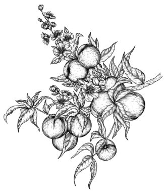 İşleme tarzında meyve ve çiçeklerle şeftali dalının vektör illüstrasyonu