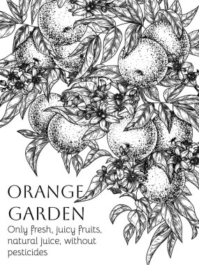 Portakallı turunçgil bahçesinin vektör çerçevesi. İşleme tarzında meyveler, yapraklar ve çiçekler