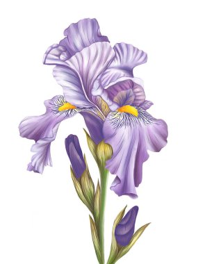 Suluboya tarzında mor iris çiçeği tasviri