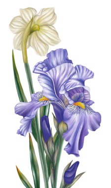  Suluboya illüstrasyon tarzında nergis ve nergis çizimi