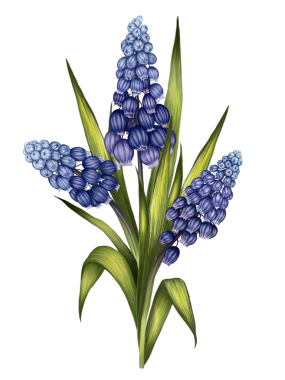 Suluboya çizim tarzında beyaz arka planda bir buket mavi muscari resmi. Karttan çiçek aranjmanı. Çiçeklerle yazdır. Çiçekçi için resim. Büyüyen çiçekler