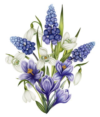 Beyaz arkaplanda suluboya çizim tarzında bir bahar muscari, krokus ve kar damlası resmi. Karttan çiçek aranjmanı. Çiçeklerle yazdır