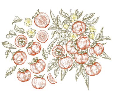  Bir dilim hurma, bir parça meyve, yarım bir meyve dallı bir vektör seti. Meyve, bir parça, yarım meyve. Doğrusal renk elementleri. Organik meyve yetiştiriyor. Malzeme seti. Sağlıklı beslenme