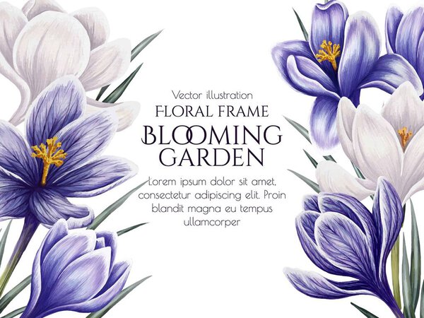  Vector frame with spring flowers. Purple and white watercolor crocuses. Floral horizontal banner template