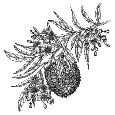  Durian meyveleri ve kabartma tarzında çiçekleri olan bir dalın vektör çizimi. Market broşürü. Taze çiftlik meyveleri. Organik tarım. Beslenme, sağlıklı beslenme