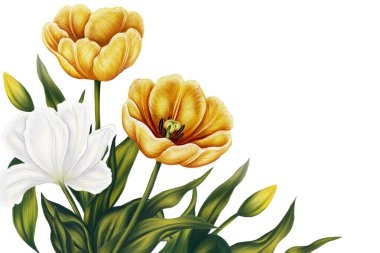 Beyaz ve sarı laleli pankart suluboya resimli. Çuha çiçekli kart çıktısı. Beyaz arka planda bir buket bahar çiçeği.