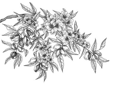 İşleme tarzında çiçek açan badem dalının vektör çizimi. Ceviz ağacı. Sağlıklı bir atıştırmalığın dekorasyon serisi.