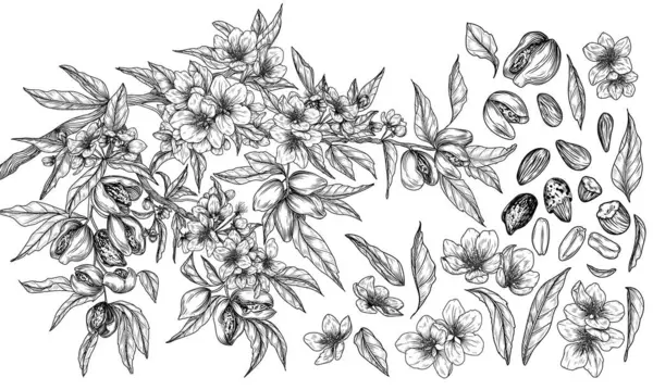  Badem dalları, yapraklar, kabuklu ve kesilmiş fındıklar, çiçek, badem taneleri. Süper yiyecekler koleksiyonu.