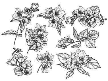  Vektör, çiçek açmış yasemin ile ayarlandı. Bahar çiçeği koleksiyonu. İşleme tarzında çiçek açan dalların zarif dekorasyonu. Davetiyeler, kartlar, afişler için