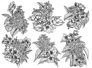 6 demet leylak, yasemin ve çiçek açan kayısı çiçeklerinden oluşan vektör seti. Bahar çiçek koleksiyonu. İşleme tarzında çiçekli dalların zarif dekoru. Davetiyeler, kartlar, afişler, ambalajlar