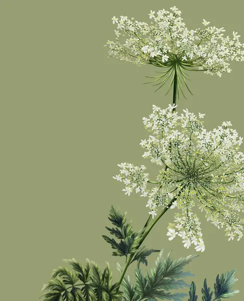 Daucus Carota 'nın suluboya illüstrasyon tarzında bir şablonu var. Botanik çiçekli pankart. Yabani çiçeklerle davetiye