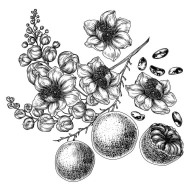  Brezilya 'nın çiçek açan fındık dalları, yaprakları, kabuklu fındıklar ve kesilmiş çiçekleri. Süper yiyecekler koleksiyonu.