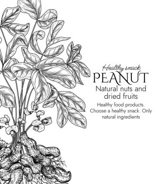  Kabartma şeklinde fıstık çalısı olan vektör çerçeve. Yer fıstıklı grafiksel afiş. Sağlıklı beslenme şablonu