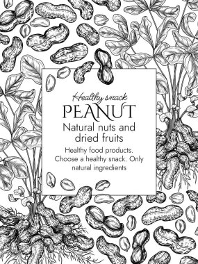  Kabartma şeklinde fıstık kıllı vektör şablonu. Yer fıstıklı grafiksel afiş. Sağlıklı beslenme çerçevesi. Fındık kabuklu ve kesilmiş. Fıstık ezmesi