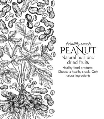  Kabartma şeklinde fıstık çalısı olan vektör çerçeve. Yer fıstıklı grafiksel afiş. Sağlıklı beslenme çerçevesi. Fındık kabuklu ve kesilmiş. Fıstık ezmesi