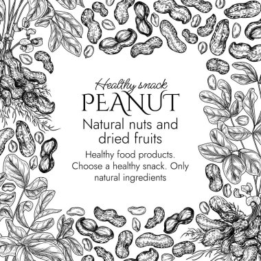  Fıstık çalısı kabartma tarzında vektör sınırı. Yer fıstıklı grafiksel afiş. Sağlıklı beslenme çerçevesi. Fındık kabuklu ve kesilmiş. Fıstık ezmesi