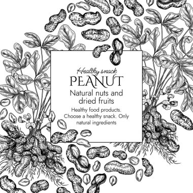   Fıstık çalısı kabartma tarzında vektör sınırı. Yer fıstıklı grafiksel afiş. Sağlıklı beslenme çerçevesi. Fındık kabuklu ve kesilmiş. Fıstık ezmesi