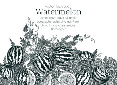  Kusursuz yatay desenli karpuz bahçesi. Banner şablonu ve dilimlenmiş karpuzlar. Meyve ve sebze yetiştiren bir çiftlik. Yaz tatlıları