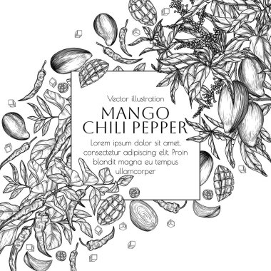 Mango acılı biberin vektör çizimi. Meyve dalı ve kırmızı biber, dilimler, parçalar ve bütün meyveler. Kokulu, baharatlı aroma etiketi. Meyve ve sebze yetiştiriyor. Yemek afişi