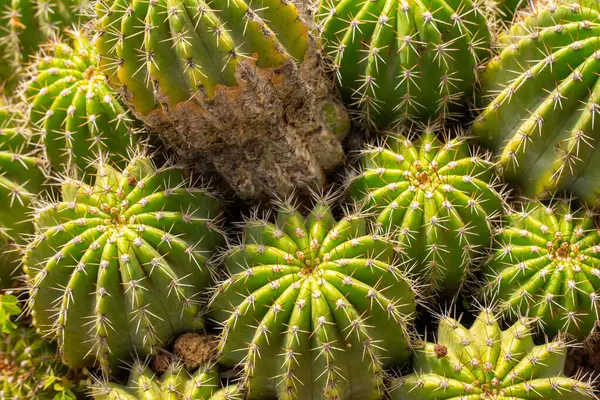 Nahaufnahme Vollformat Hintergrund Von Natürlichen Grünen Kaktus Mit Scharfen Weißen Stockfoto