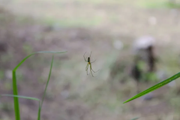 Lähikuva Hämähäkki Hyönteisestä — kuvapankkivalokuva