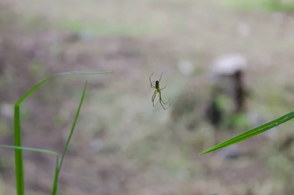 Çimlerin Üzerinde Örümcek — Stok fotoğraf