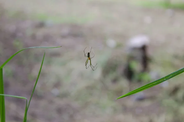 Eine Nahaufnahme Einer Libelle Auf Einem Grünen Blatt — Stockfoto