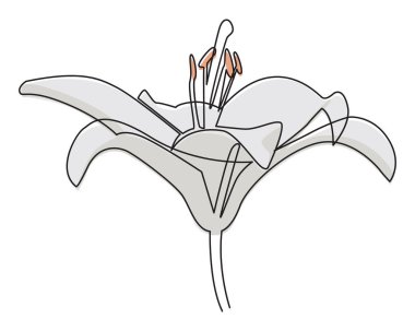 Tek çizgili beyaz zambak ve yumuşak bir gölgeyle çizilmiş. Çiçekli markalaşma, doğa baskıları ve botanik tasarım kavramları için zarif ve modern vektör çizimi.