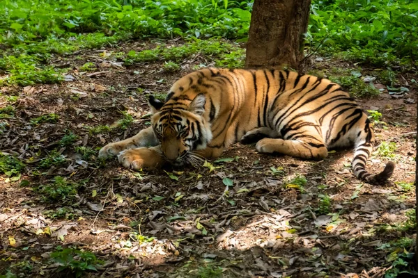 Tigre Descansando Sombra Del Árbol Tigre Sentado Debajo Árbol Una — Foto de Stock