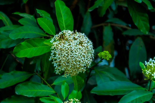 Mycket Närbild Den Vita Lxora Växt Selektiva Fokus Blommor — Stockfoto