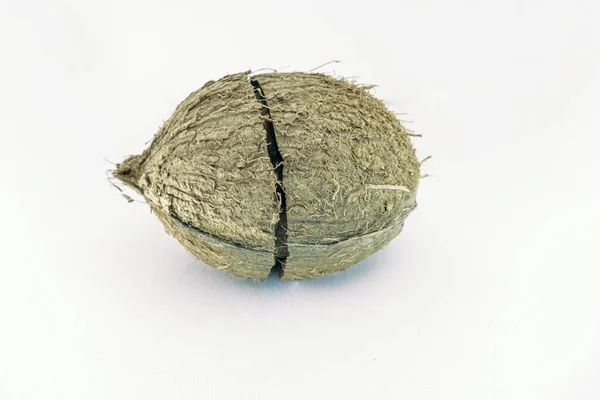 Very Close View Dry Coconut Cracked Shell Isolated White Background — 스톡 사진