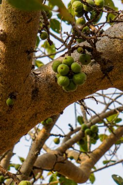Üzerinde meyve olan yeşil ağaç.