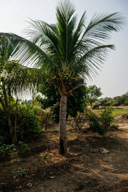 Hindistan cevizi ağacının yakın görüntüsü