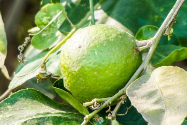 Ağaç dalında Yeşil Lime