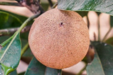 Ağaçtaki egzotik meyveye yaklaş