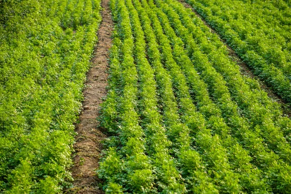 stock image green field plantation. beautiful landscape of the countryside