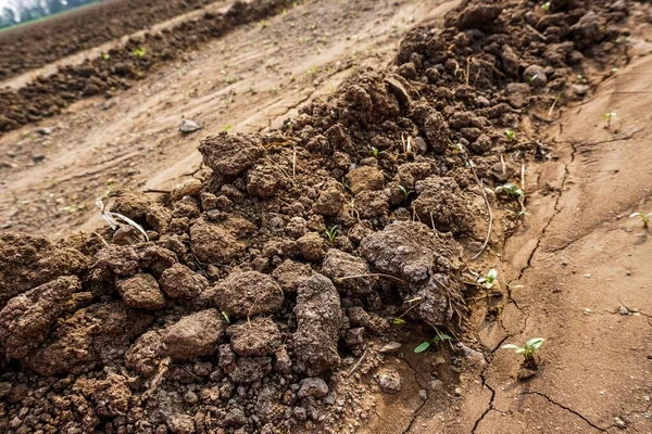 stock image dry soil texture close-up view