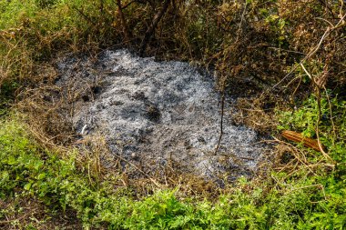 Güzel botanik fotoğrafı, doğal duvar kağıdı.