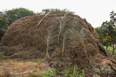 saman balyası tarlada