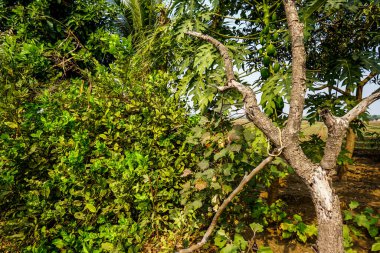 açık hava manzarasının resimsel görüntüsü