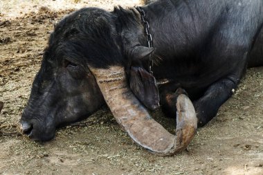 Çiftlikteki bufalo. 