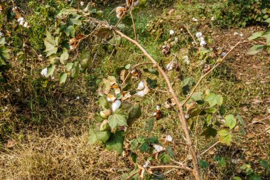 Pamuk bitkisinin üzerinde olgun pamuk tohumları