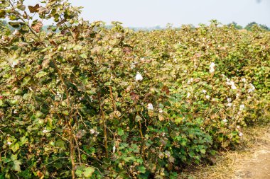 Pamuk bitkisinin üzerinde olgun pamuk tohumları