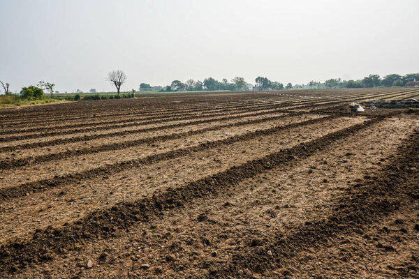 field of corn plantation.